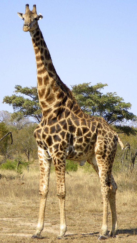 giraf