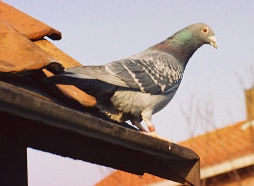 brevdue